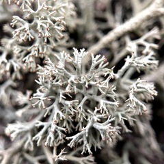 Cladonia submitis