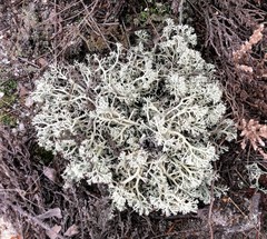 Cladonia submitis
