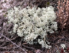 Cladonia submitis