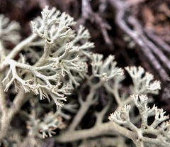 Cladonia submitis