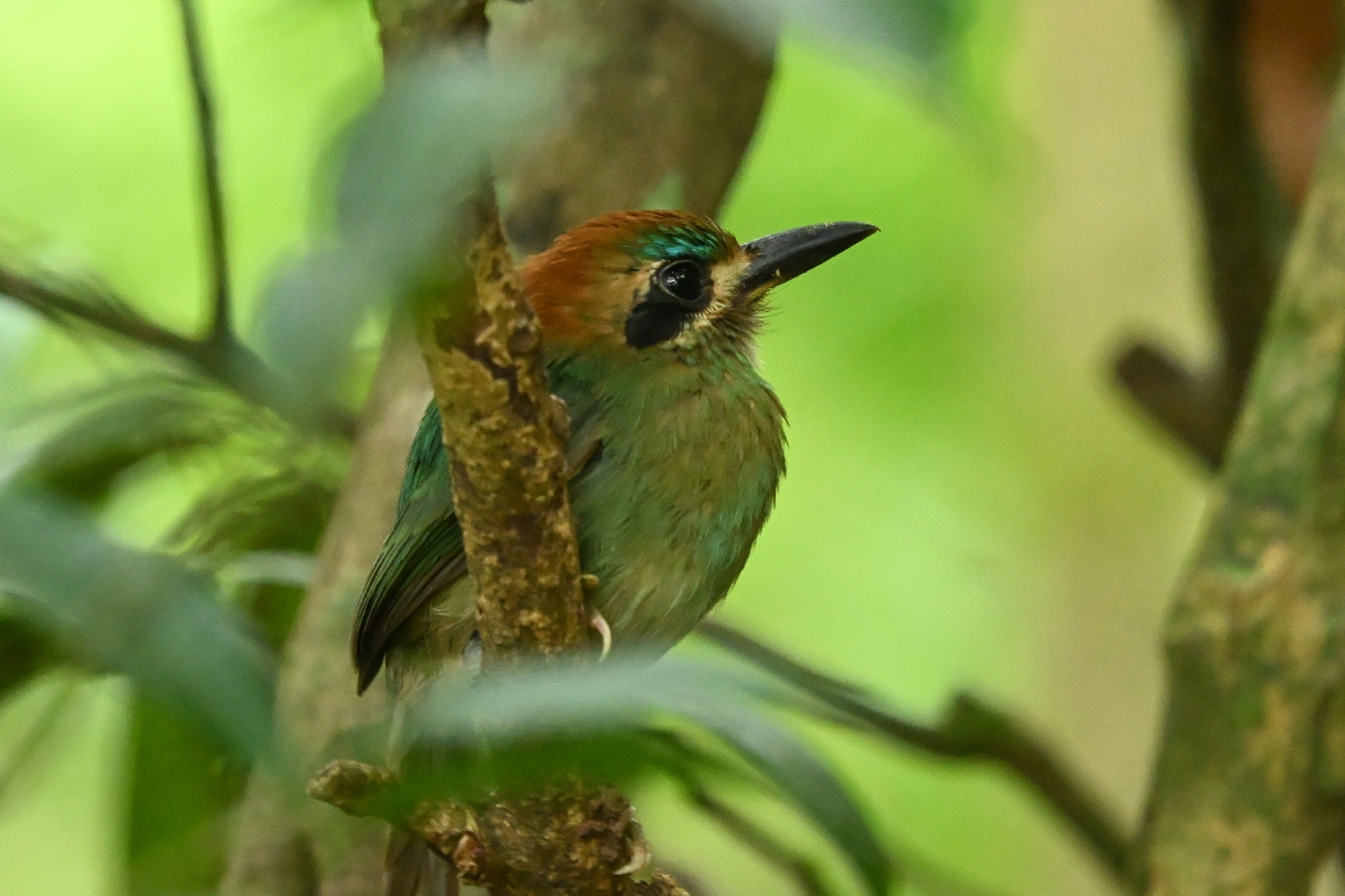 Tody Motmot (Hylomanes momotula), photo 2