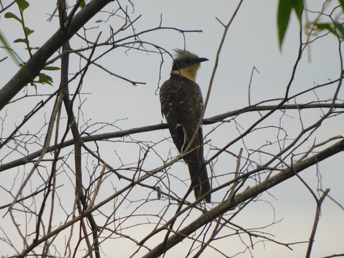 Great Spotted Cuckoo