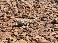 Liolaemus audituvelatus