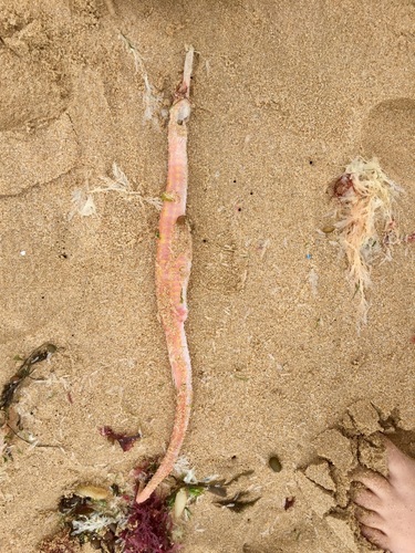 Genus Solegnathus · iNaturalist