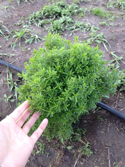 Galium catalinense acrispum