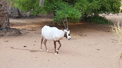 Oryx leucoryx
