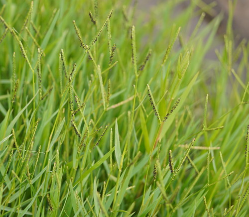 Paspalum distichum