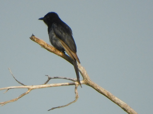 Fork-tailed Drongo