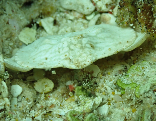 Aethra edentata observed 2026-01-20