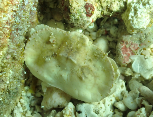 Aethra edentata observed 2026-01-20