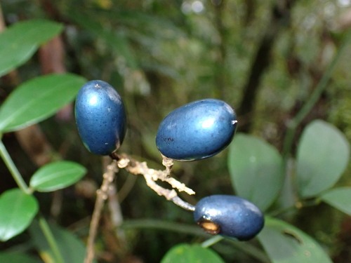 Euchresta formosana iNat (1)