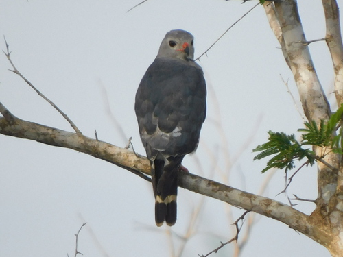 Southern Lizard Buzzard