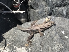 Microlophus atacamensis