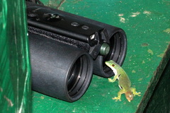 Phelsuma quadriocellata