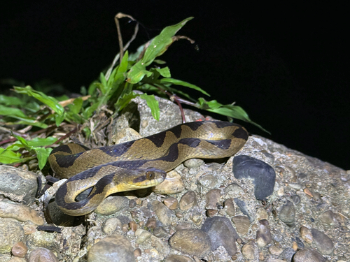 South American Banded Cat-eyed Snake