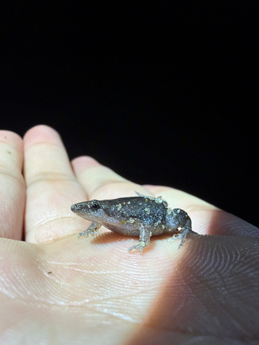 Reticulated Humming Frog
