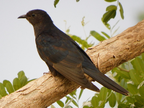 Black Cuckoo
