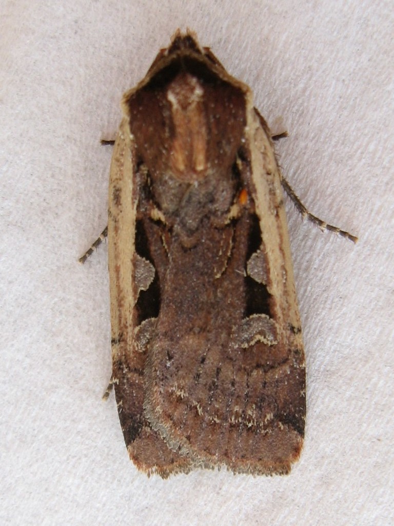 Parabagrotis exsertistigma