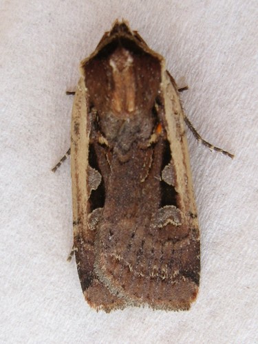 Parabagrotis exsertistigma