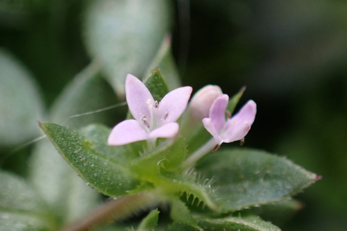 Galium, 2026-02-05