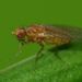 Brassica Leaf Miner - Photo (c) Steve Kerr, some rights reserved (CC BY), uploaded by Steve Kerr