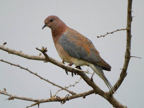 Laughing Dove