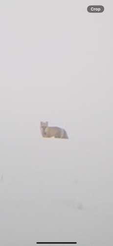 Red Fox