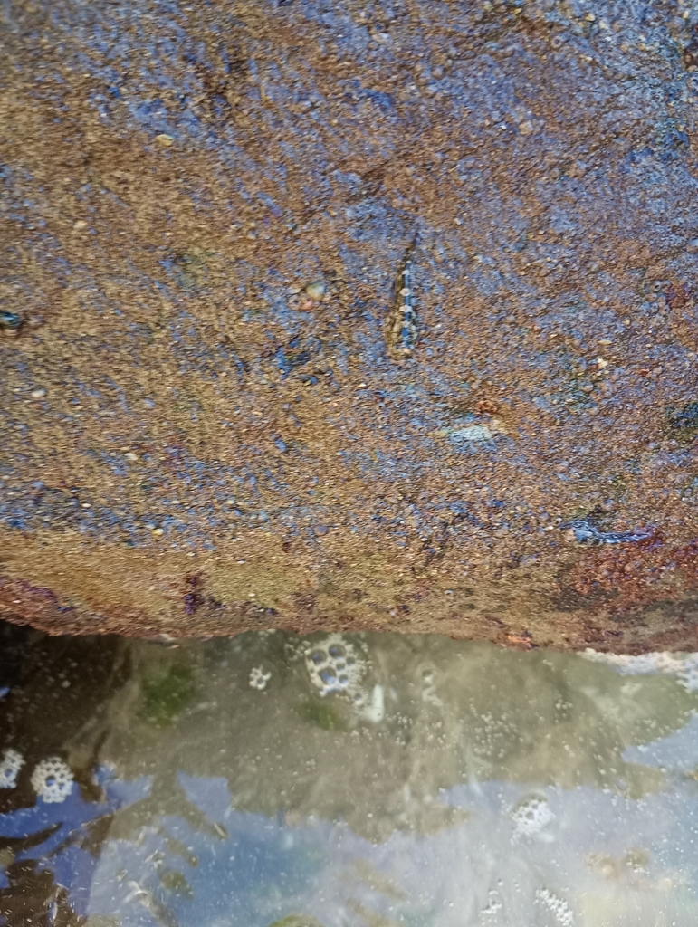 Marbled clingfish (Gobiesox marmoratus) — Gobiesocidae