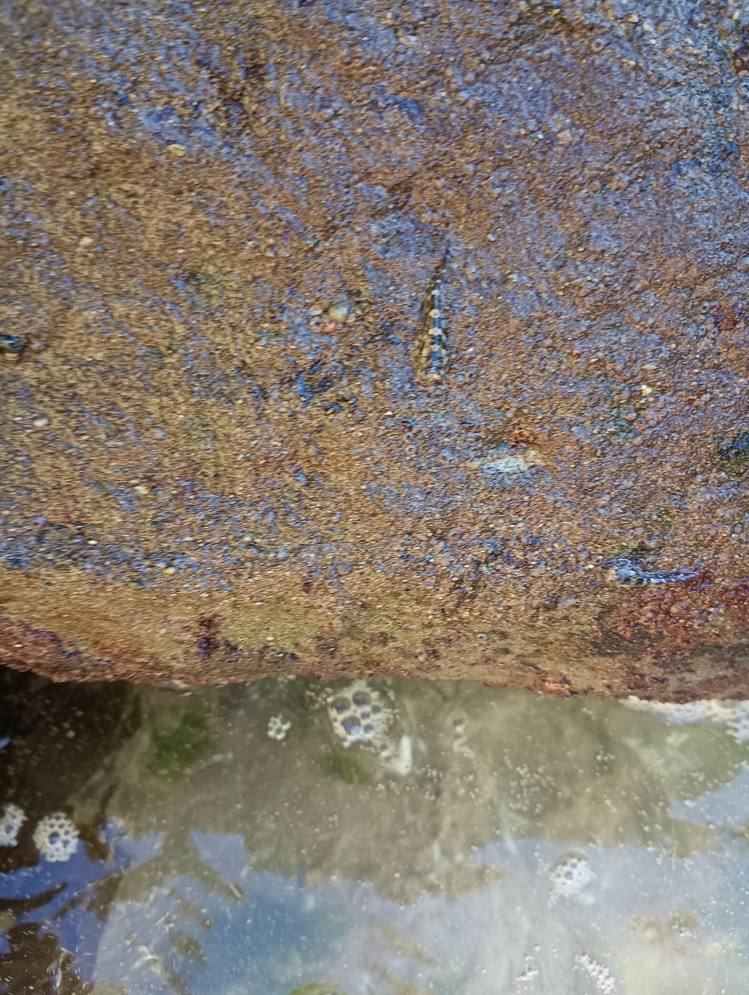 Austral Clingfish photo 3