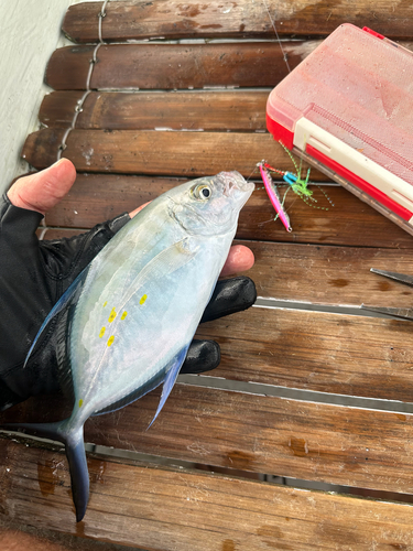 Island trevally (Carangoides orthogrammus) — Carangidae — 3