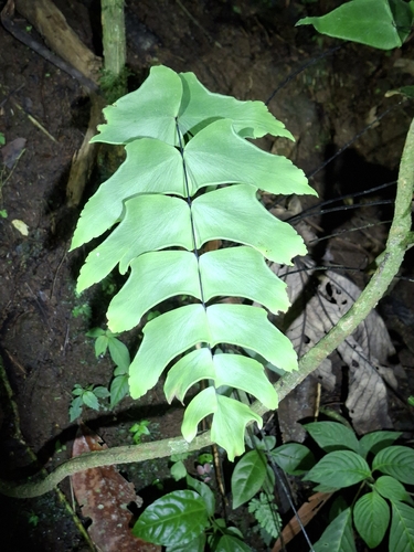 largeleaf maidenhair (Adiantum macrophyllum)