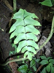 Adiantum macrophyllum