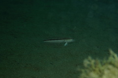 Blue Cod photo 3