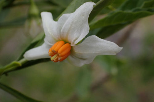 Solanum pseudocapsicum observed 2026-02-05