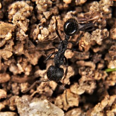 Messor aciculatus