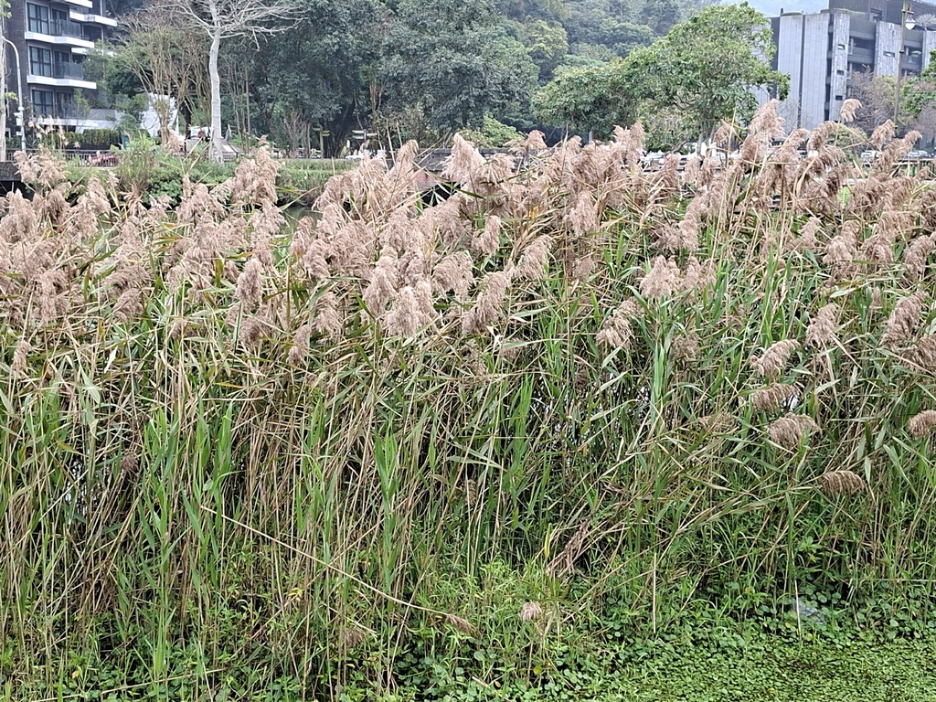 Japanese River Reed common reed from 115台灣臺北市南港區南港國宅一 on February 6, 2026 at 11:23 AM by ...