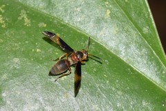 Parachartergus amazonensis