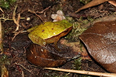 Plethodontohyla guentheri