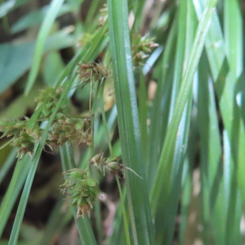 Carex polystachya, 2026-02-04