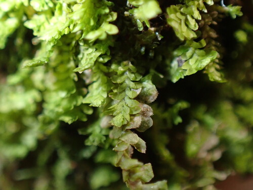 Yew-leaved Earwort (Diplophyllum taxifolium)