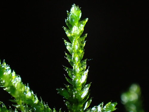Hair Silk Moss (Plagiothecium piliferum)