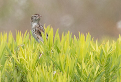 Cisticola textrix