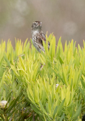 Cisticola textrix
