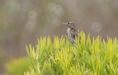 Cisticola textrix