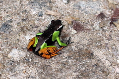 Mantella baroni