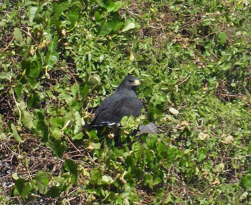 Zone-tailed Hawk (Buteo albonotatus), photo 6