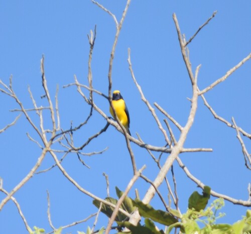 West Mexican Euphonia (Euphonia godmani), photo 10