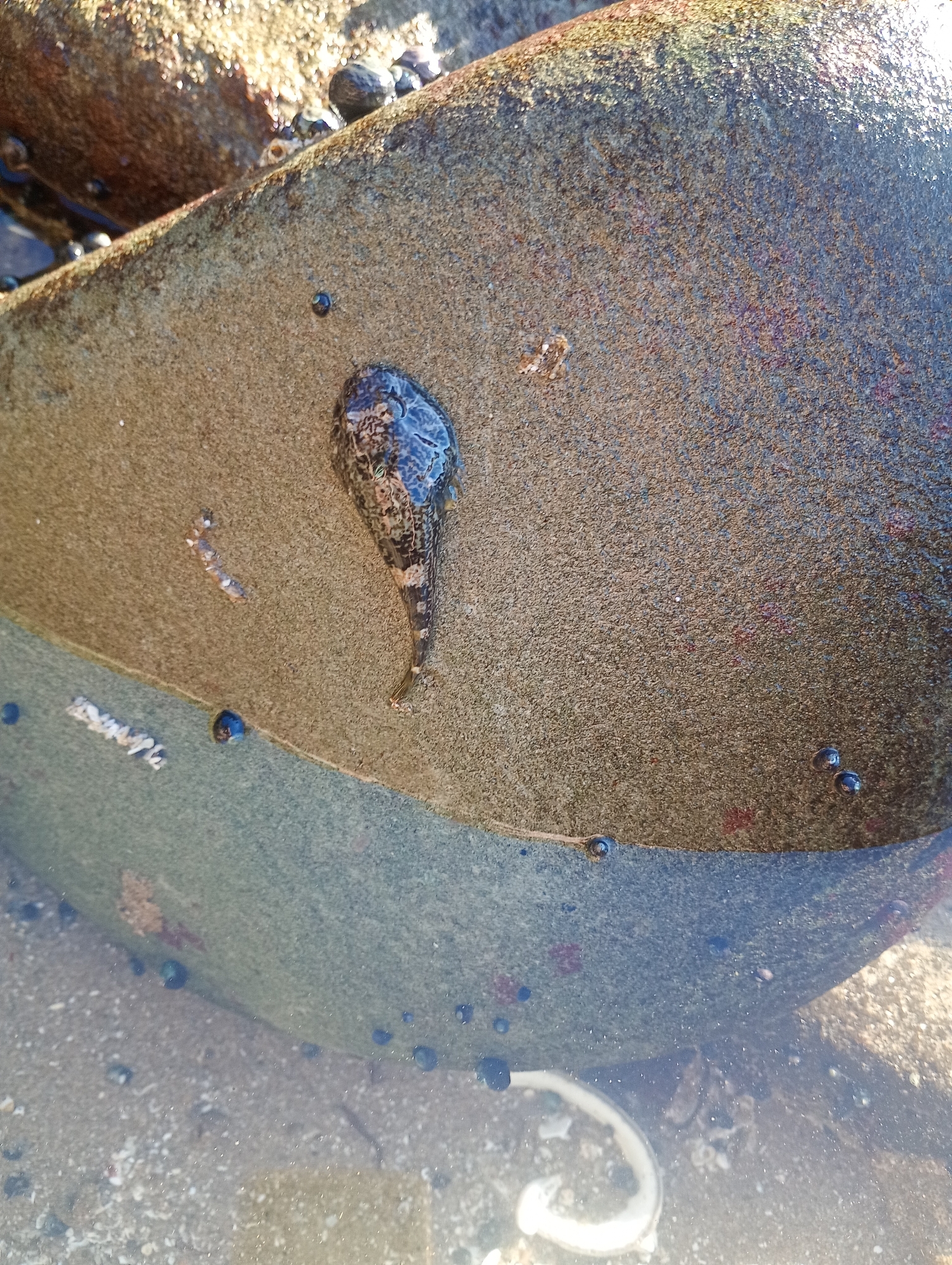 Austral Clingfish photo 4