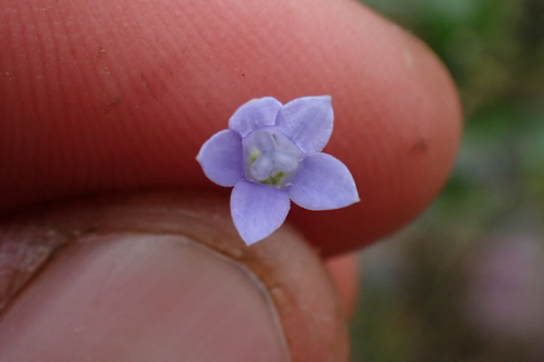 Wahlenbergia gracilis observed 2026-02-05