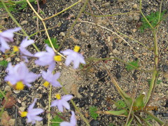 Cyanella
